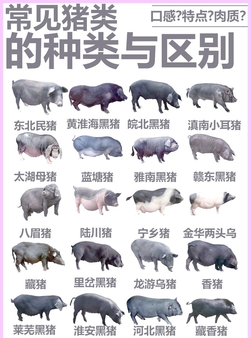 小猪老是叫是什么原因呢