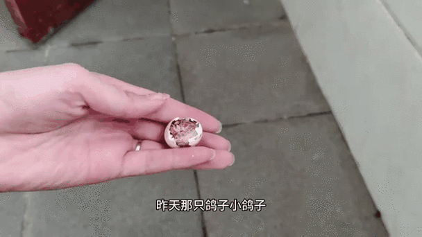 小鸟蛋黄还没吸完就出壳