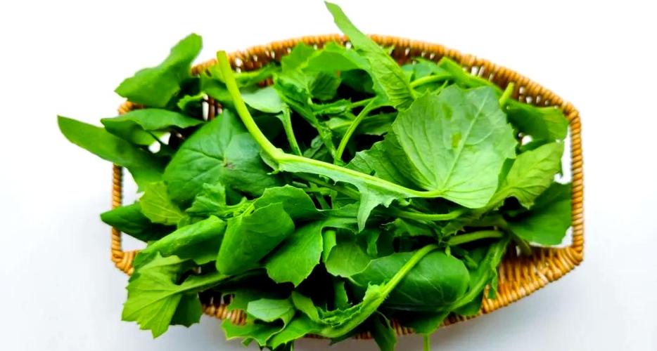 野菜一点红图片