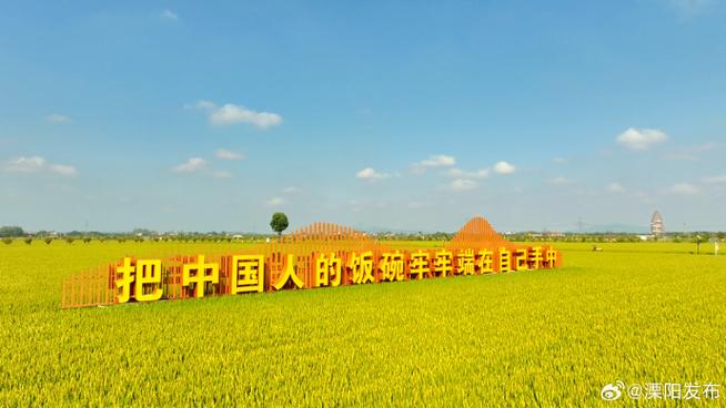 近年来全世界的水稻田中陆续出现了