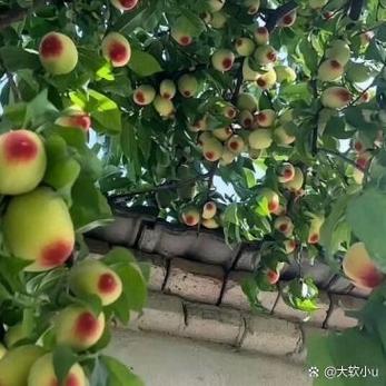 乡下生活回忆2.0(桃子移植)