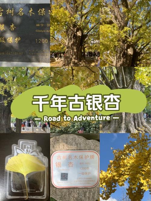 银杏可以活多久