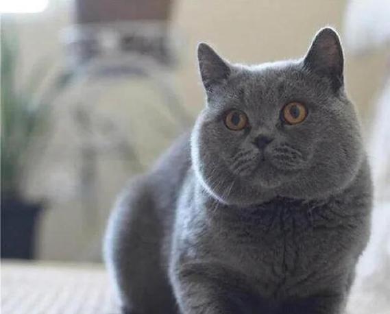宠物猫英短