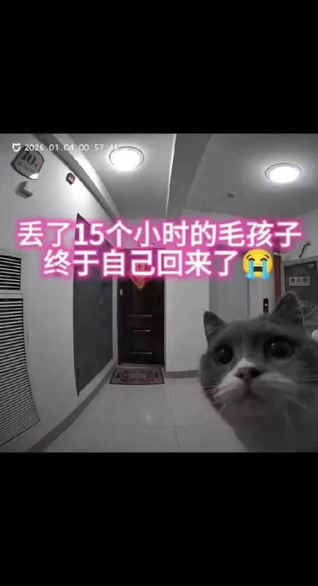 猫丢了找回来的巧方法截图3