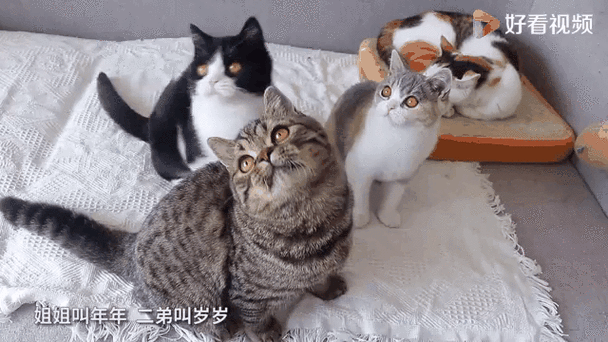 小奶猫搞笑视频全集小老三