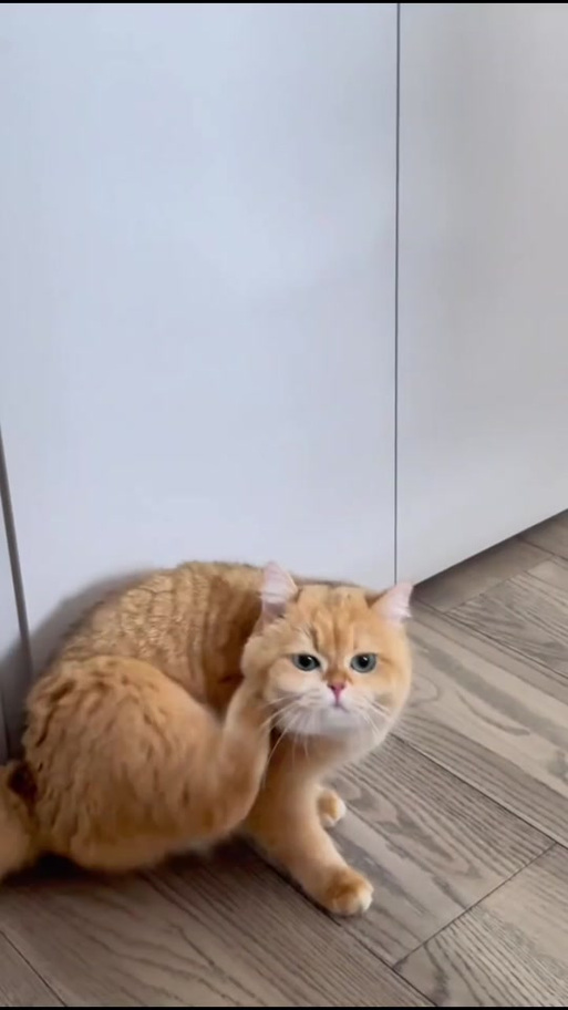 给猫挠痒痒嗓子咕咕叫