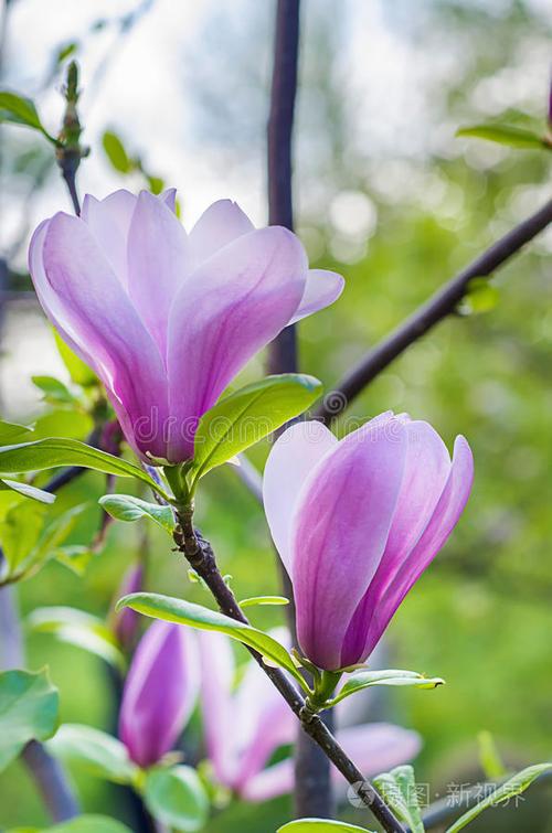 花木兰的花