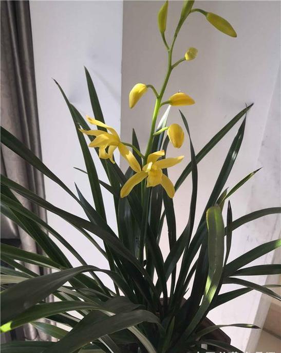 黄金满堂广州一种花