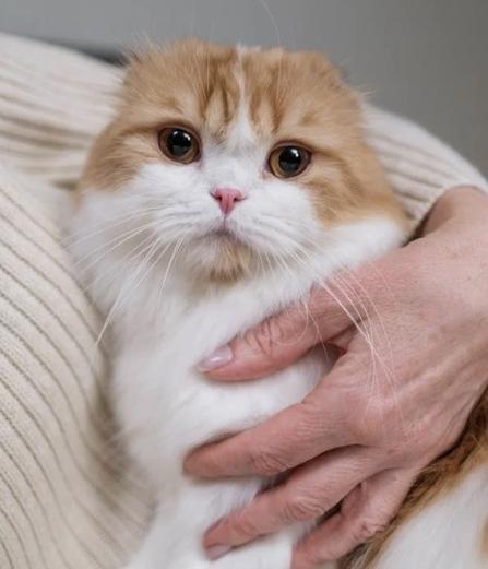 现在养猫还能不能挣钱
