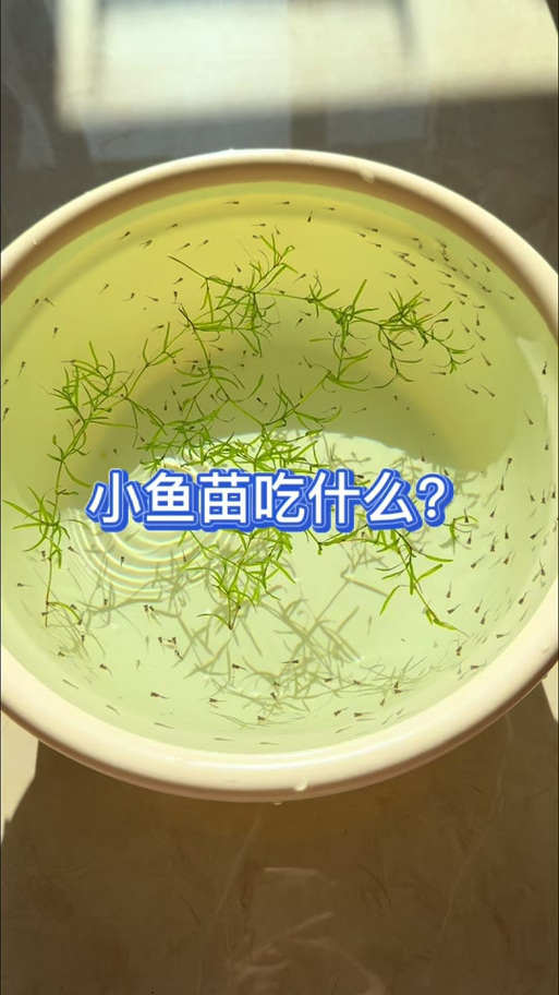 小鱼刚买回来几天喂食