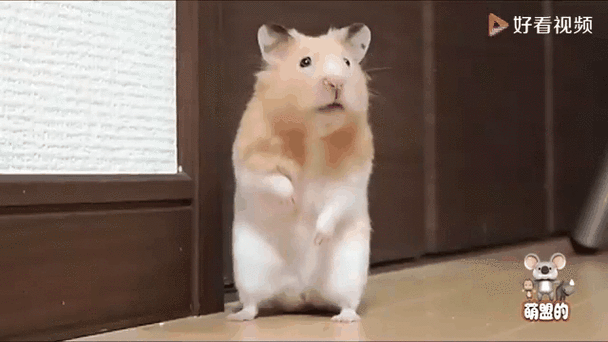 仓鼠吓一跳gif