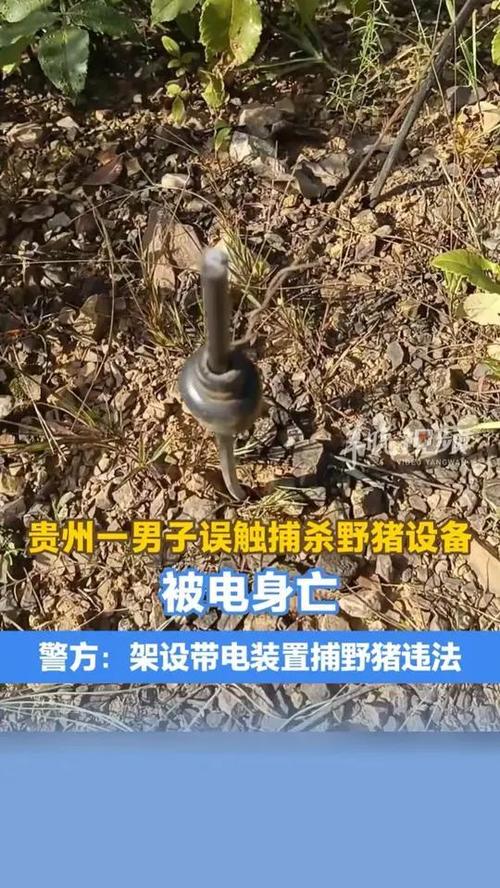 1万伏电打野猪的威力