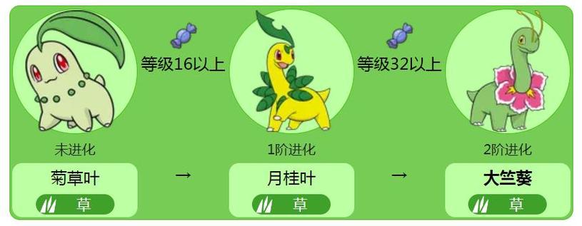 菊草叶的三种进化