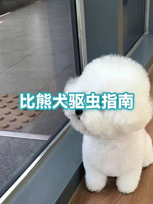 比熊拉肚子了要吃什么药