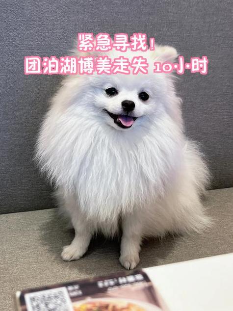 一岁博美走失一天没回家了