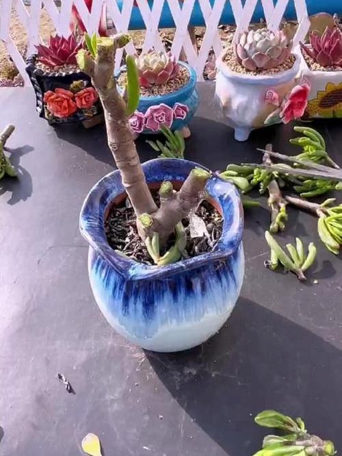 吸财树怎么修剪和造型