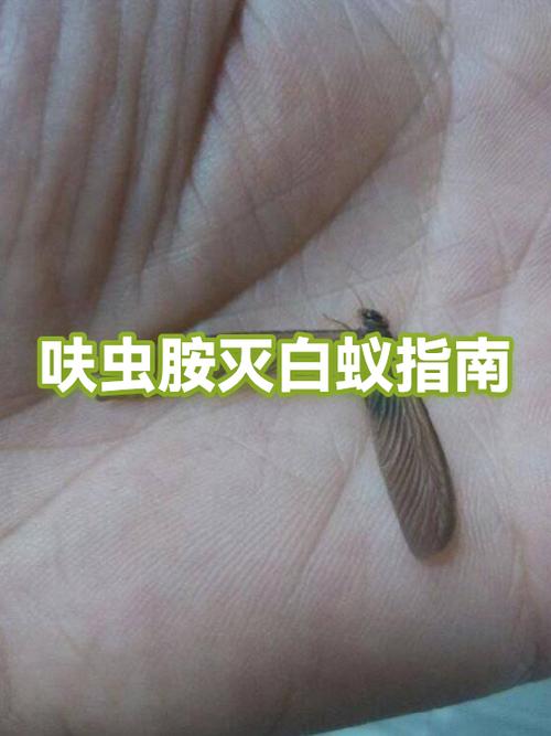 上门灭白蚁一般多少钱