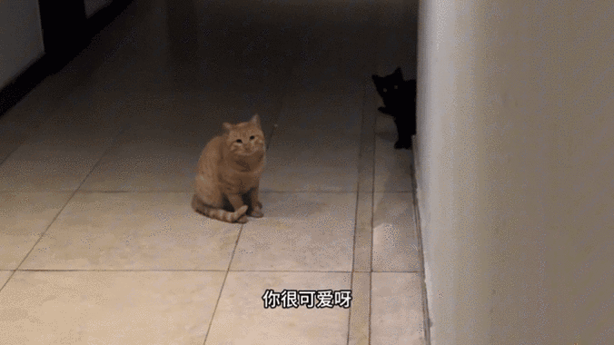 猫饿了喂它吧关卡8