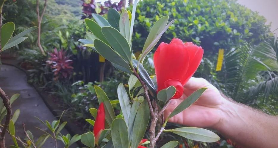 四季开花水果有哪些品种