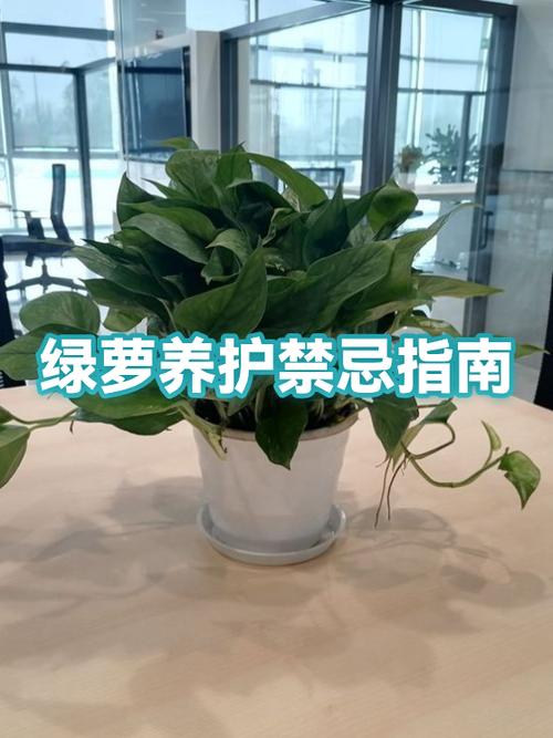 花盆的忌讳