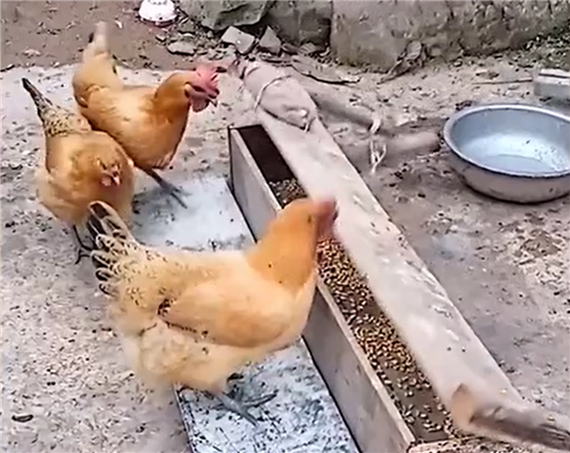 喂鸡防鸟偷吃的工具视频