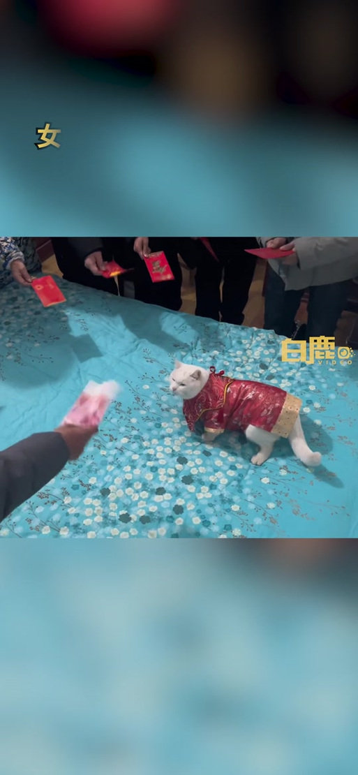 领养猫猫红包风俗截图2