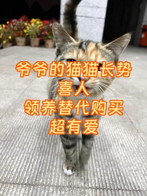 领养猫猫红包风俗截图3