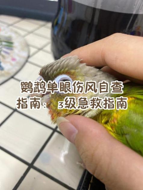 鹦鹉假死最明显三个信号