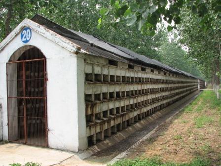 用什么建造兔舍省钱