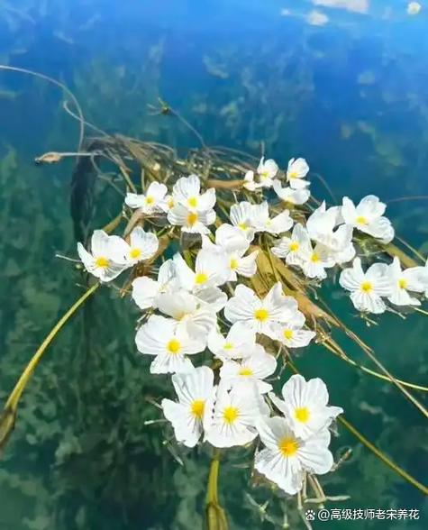 杨花什么时候开花季节