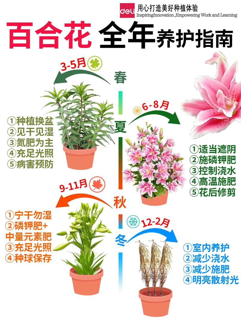 百合花怎么养