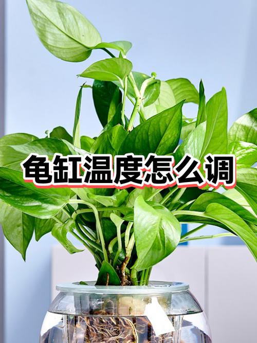 鱼缸温度怎么设置截图3