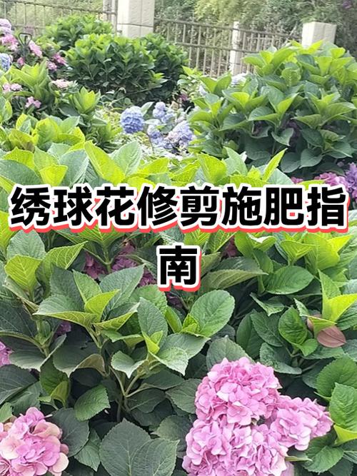 绣球花种植方法