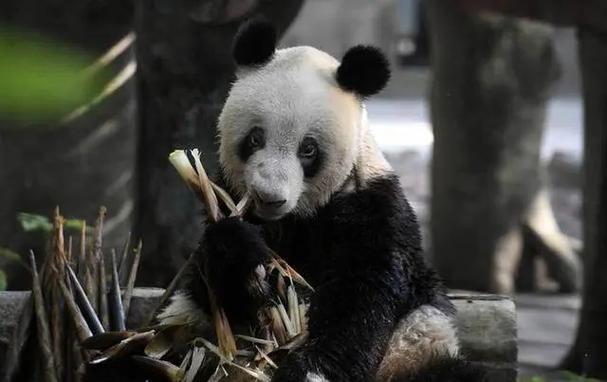 如果将熊猫去掉黑色