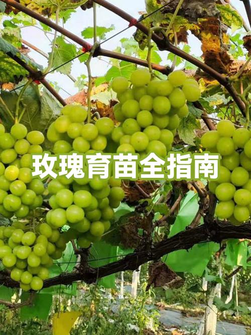 玫瑰种子的种植方法和时间