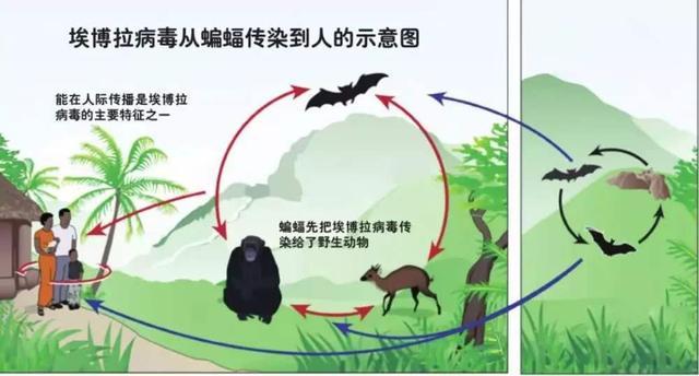 蝙蝠如何传播病毒截图3