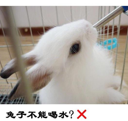 兔子能不能喝水