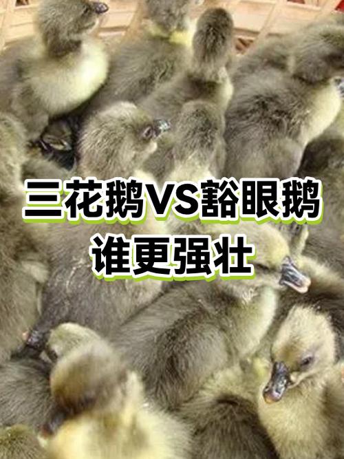 三花鹅和豁眼鹅哪个好
