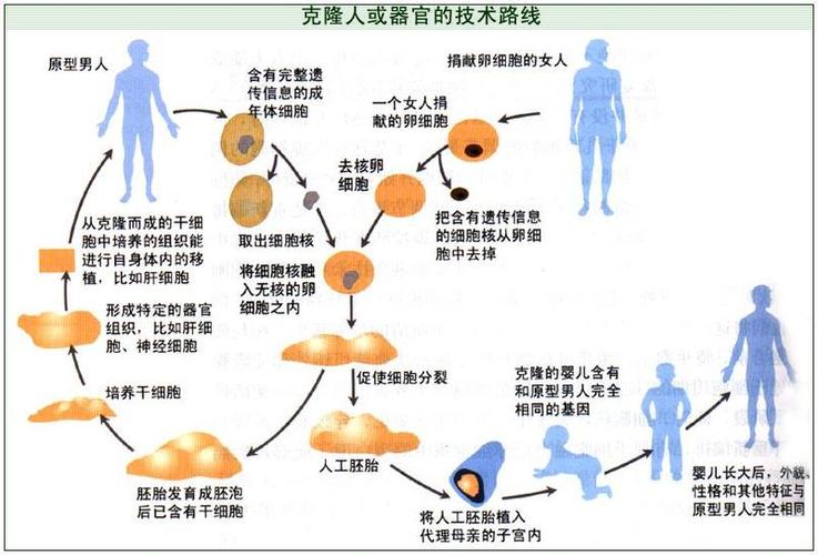 克隆人是什么图标