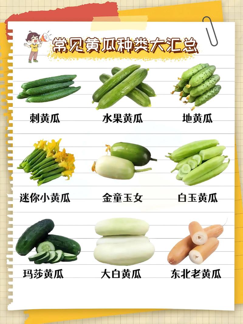黄瓜属于瓜类吗