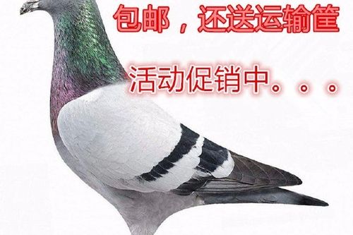 带环鸽子多少钱一只