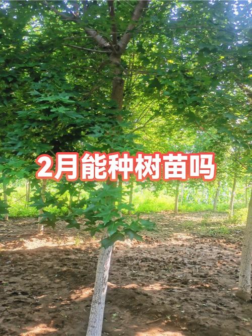 种树几月份种最好