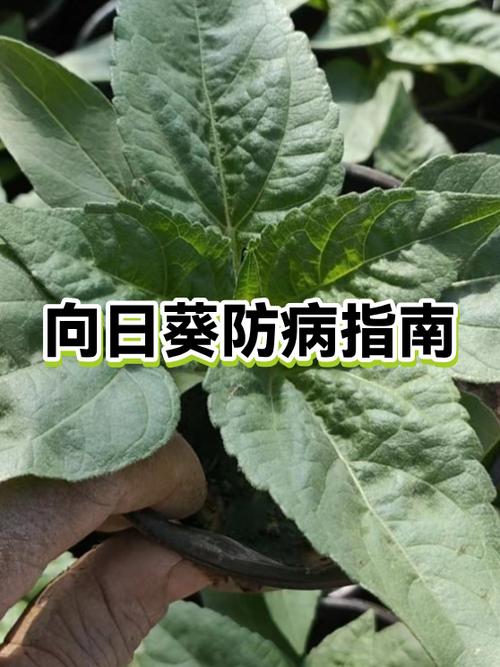 葵花治什么病最快