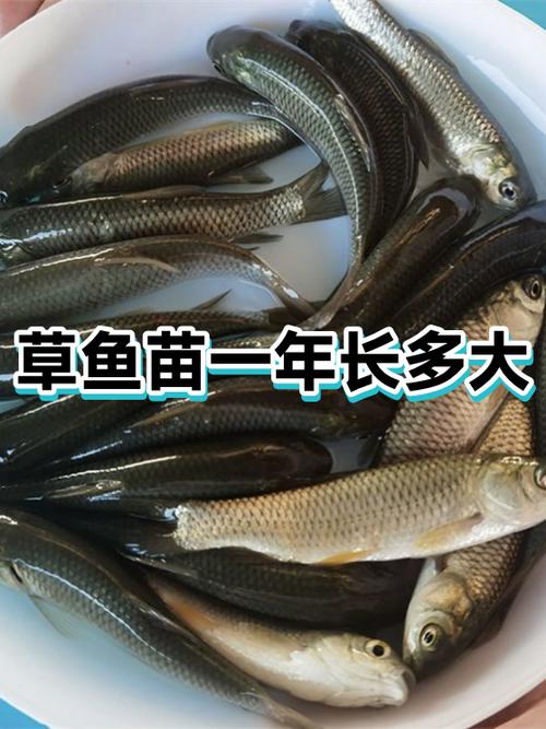 附近鱼苗200米以内