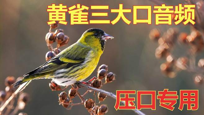 黄雀油葫芦口音频