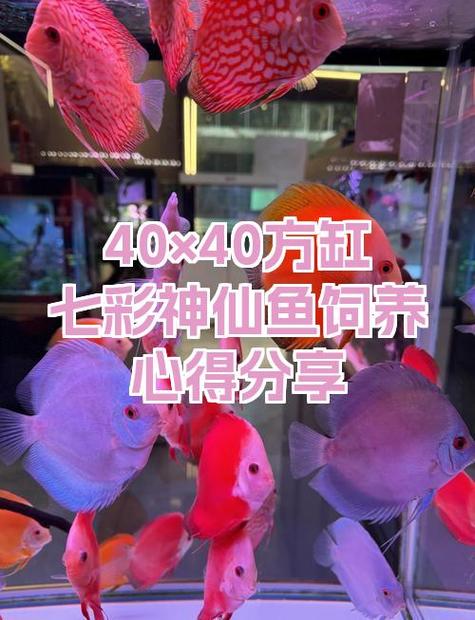 40缸可以养什么鱼