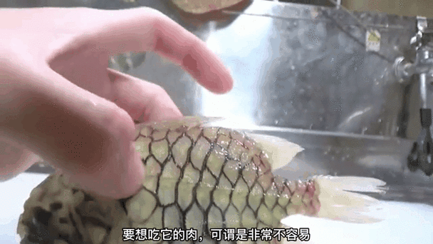三种人不宜吃鱼鳞