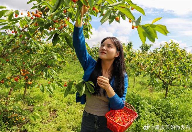 附近樱桃采摘基地
