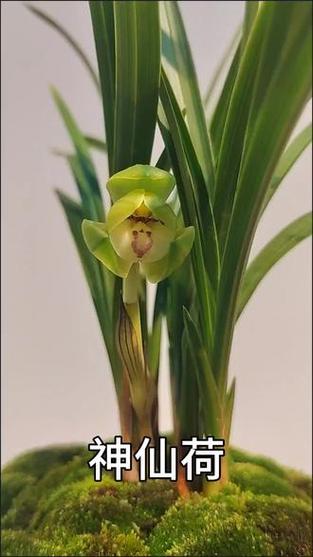 兰花的特点