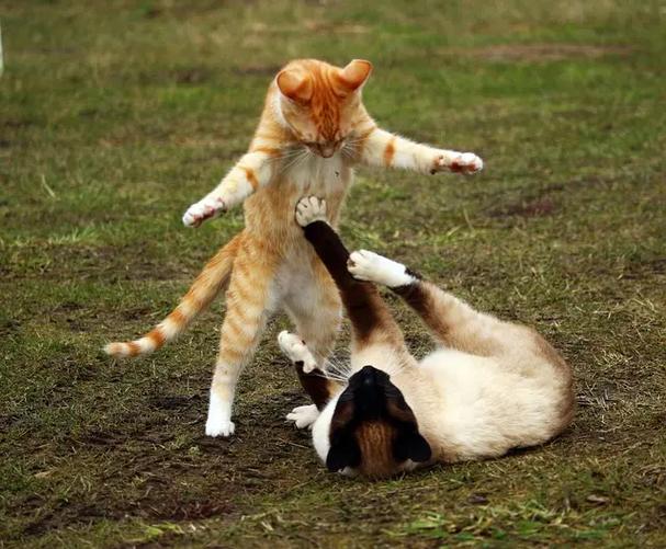 猫为什么会喵喵叫